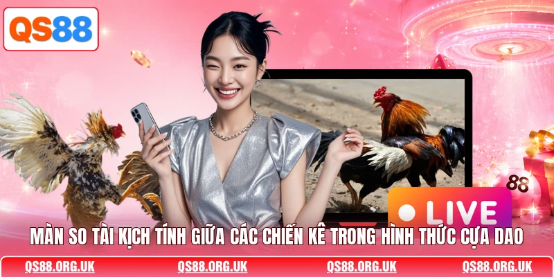 Màn so tài kịch tính giữa các chiến kê trong hình thức cựa dao